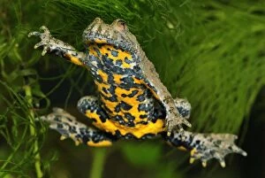 Images Dated 10th May 2007: Yellow-bellied Toad - Switzerland