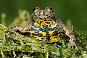Switzerland Prints: Yellow-bellied Toad - Switzerland