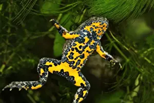 Yellow-bellied Toad - Switzerland