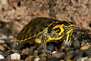 Images Dated 2nd June 2010: Yellow Bellied Turtle, Chrysemys scripta
