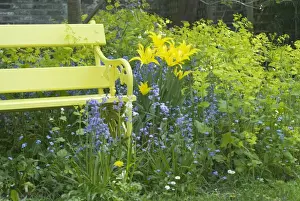 Benches Prints: Yellow Bench and Lilly flowering West Point Tulips amongst Bluebells and Smyrnium perfoliatum