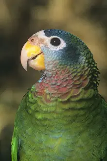 Yellow billed Amazon Parrot
