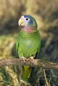 Yellow-billed Amazon Parrot - perched on branch