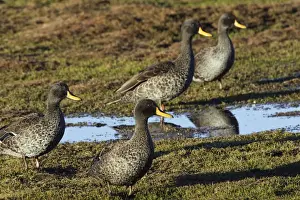 Yellow-billed Duck. Bale Mountains - Ethiopia - Africa