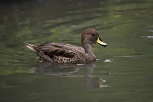 Yellow-billed Duck-swimming on lake, Washington WWT, Tyne and Wear UK