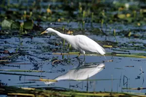 Yellow Billed Prints: Yellow-billed Egret - Kenya - Africa