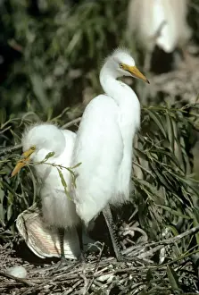 Yellow Billed Prints: Yellow-billed Egret - young at nest