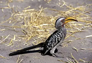 Yellow Billed Prints: Yellow-billed Hornbill
