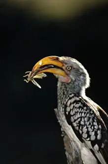 Catching Prints: Yellow-billed Hornbill ASW 153 Close-up