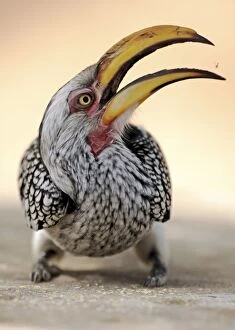 Images Dated 1st July 2009: Yellow-Billed Hornbill - Kruger National Park, South Africa
