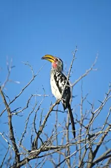 Yellow-billed Hornbill - Sitting on branch with beak open