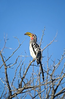 Images Dated 3rd March 2008: Yellow-billed Hornbill - Sitting on branch with beak open
