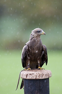 Images Dated 15th November 2009: Yellow-billed Kite - Single adult perching on post in the rain - with leather handle straps