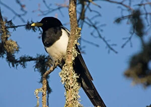 Yellow-billed Magpie - perched in tree. Endemic