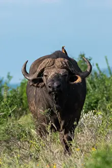 Cape Prints: Yellow-billed oxpecker (Buphagus africanus) on a Cape buffalo (Syncerus caffer)