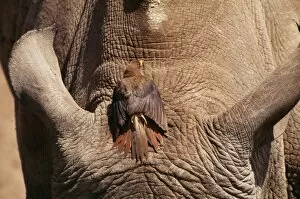 Temperature Control Collection: Yellow-billed Oxpecker - sunbathing on White Rhino