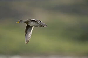 Yellow-billed Pintail, Anas georgica, flying
