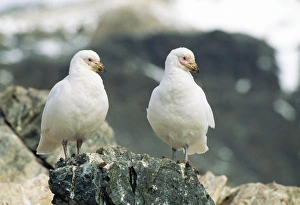 Images Dated 31st January 2011: Yellow-billed Sheathbill JPF 8708 Hope Bay, Antarctic Pennines Chionis alba © Jean-Paul Ferrero