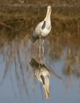 Spoonbills Prints: Yellow-billed Spoonbill - at shallow pool by the Mt Barnett sewage pond
