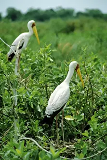 Yellow Billed Prints: Yellow-billed Stork