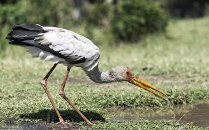 Yellow-billed Stork drinking water