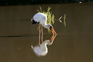 Yellow-billed Stork - feeding in water