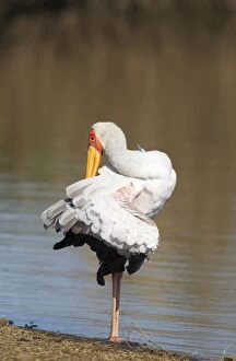 Yellow-billed Stork - female preening itself at