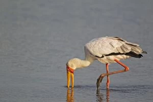Yellow-billed Stork - fishing