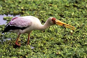 Yellow Billed Prints: Yellow-billed Stork - fishing - Kruger National Park - South Africa