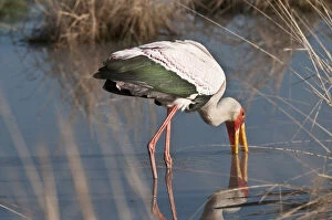 Images Dated 16th May 2012: Yellow-Billed Stork fishing in river at