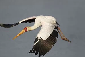 Images Dated 25th September 2010: Yellow-billed Stork - in flight