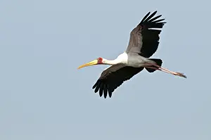 Yellow Billed Prints: Yellow-Billed Stork - in flight - Okavango River - Botswana