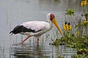 Billed Gallery: Yellow-billed Stork at Lake Naivasha, Kenya