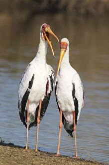Yellow-billed Stork - Loving pair (male on the