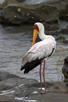 Yellow-billed Stork (Mycteria ibis), Kruger