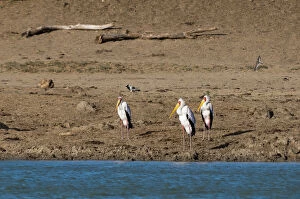 Billed Gallery: Yellow-billed Stork (Mycteria ibis), Lualenyi