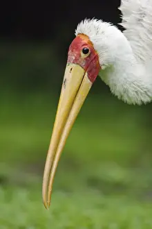 Yellow Billed Prints: Yellow-billed Stork - Portrait, Lower Saxony, Germany