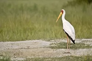 Yellow-billed Stork - Standing on bare ground