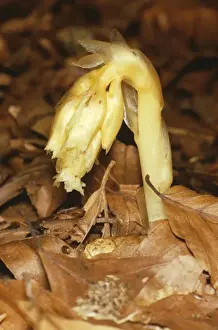 Birds Nest Prints: Yellow Bird's Nest - endangered UK