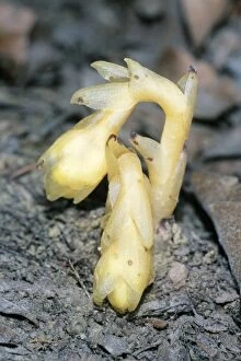 Images Dated 24th February 2009: Yellow Bird's-nest - parasitic flowering plant, Lower Saxony, Germany