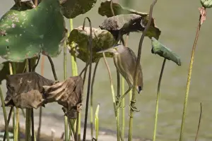 Yellow Bittern In Singapore Chinese Garden, Singapore