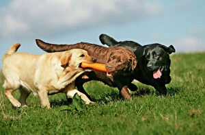 Play Fighting Collection: Yellow, Black and Chocolate Labrador - playing with toy