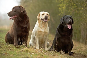 Yellow, Black and Chocolate Labradors - sitting