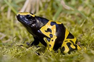 Images Dated 12th August 2007: Yellow and Black Poison-Arrow Frog - Native to South America