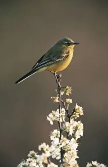 Yellow / Blue-headed WAGTAIL perched on blossom