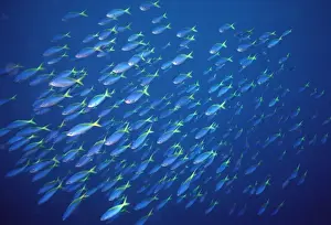 Shoals Prints: Yellow and Blueback Fusilier Fish - School