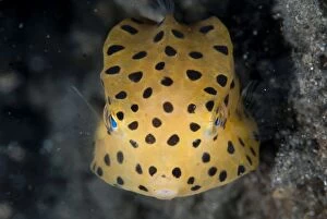 Images Dated 27th September 2013: Yellow Boxfish juvenile