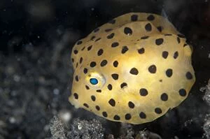 Images Dated 27th September 2013: Yellow Boxfish juvenile
