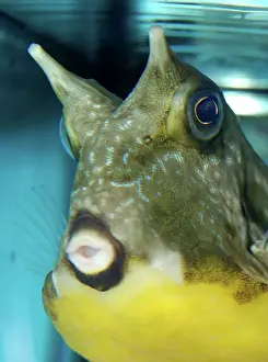 Yellow Boxfish, Trunk/ Cowfish. Indo-Pacific reefs