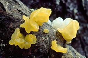 Images Dated 12th January 2009: Yellow Brain / Jelly / Witch's Butter Fungi